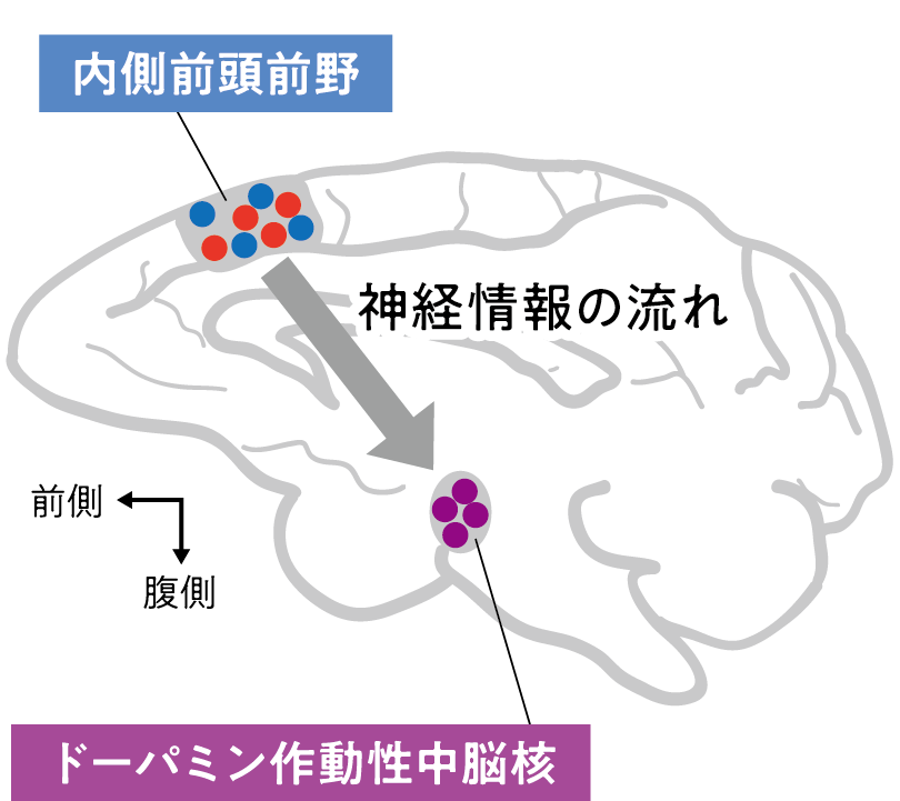図2 各脳部位における報酬情報表現と神経情報の流れ